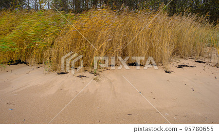 Beautiful sandy beach with reeds and dry grass among the dunes, travel in summer and holidays concept 95780655