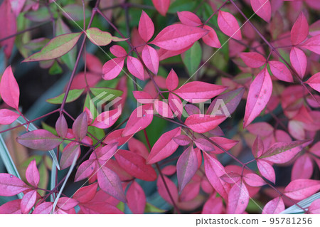 garden purple red beauty plant leaf color southern sky floral beautiful colorful colored garden purple red beauty plant leaf color southern sky floral beautiful colorful colored 95781256