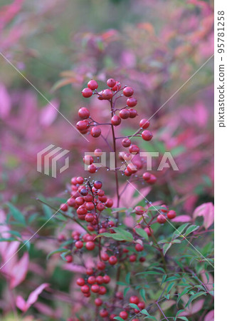garden purple red beauty plant leaf color southern sky floral beautiful colorful colored garden purple red beauty plant leaf color southern sky floral beautiful colorful colored 95781258