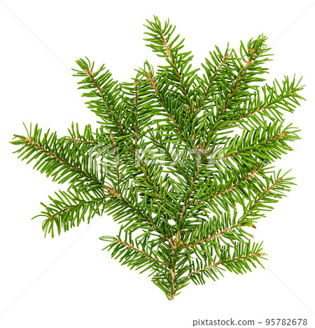 Spruce tree branch isolated white background Fir branches 95782678