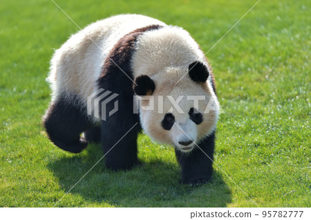 散步時的圖欣 散步時的圖欣 95782777