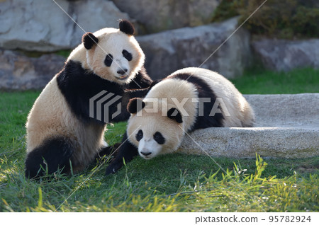 俏皮的櫻濱和桃濱 95782924