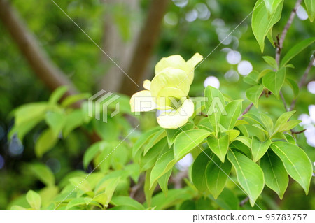 Unnan Yamaboshi flower Unnan Yamaboshi flower 95783757