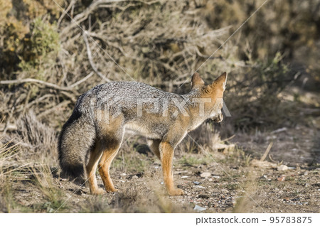Pampas Grey fox, La Pampa, Patagonia, Argentina. Pampas Grey fox, La Pampa, Patagonia, Argentina. 95783875