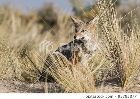 Pampas Grey fox, La Pampa, Patagonia, Argentina. Pampas Grey fox, La Pampa, Patagonia, Argentina. 95783877