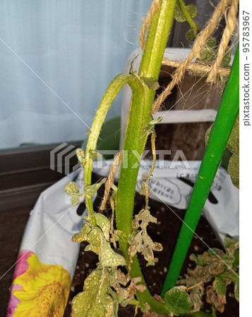 軟腐融化的馬鈴薯葉 95783967