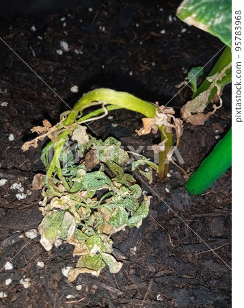 Soft rot blighted bag-grown potatoes Soft rot blighted bag-grown potatoes 95783968