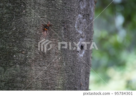 Giant hornet perching on a tree Giant hornet perching on a tree 95784301