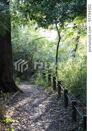 Sunlight filtering through the forest Sunlight filtering through the forest 95784302