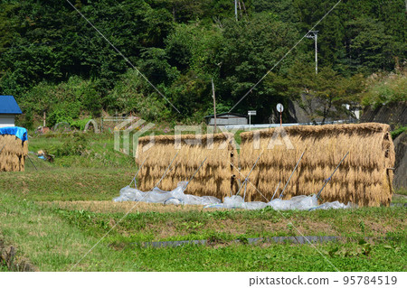 與米乾燥的風景 與米乾燥的風景 95784519