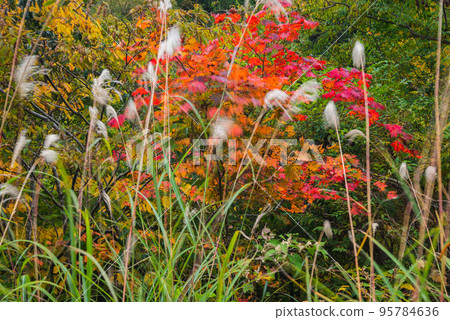 Nakabusa Valley in autumn [vegetation swaying in the wind] 95784636
