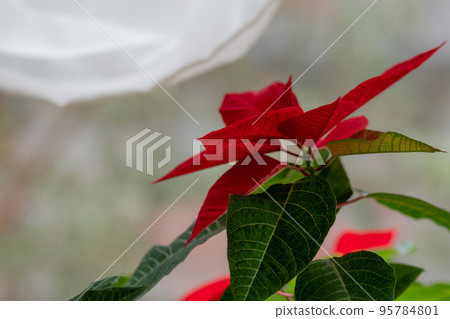 窗邊的一品紅 窗邊的一品紅 95784801