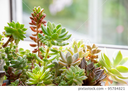 在窗台上群植多肉植物 在窗台上群植多肉植物 95784821