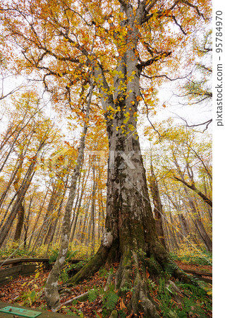日本最大的紅葉山毛櫸樹（青森縣十和田市） 95784970