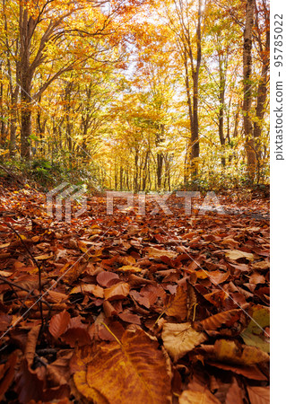 秋季八甲田次生林道（青森縣青森市）垂直構成 95785022