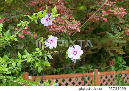 Mukugawa no Hana 95785069