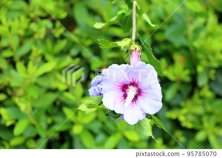 Mukugawa no Hana 95785070