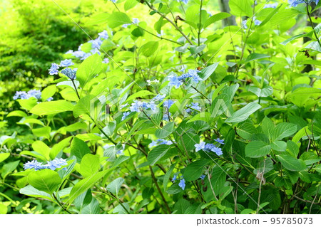 繡球花 繡球花 95785073
