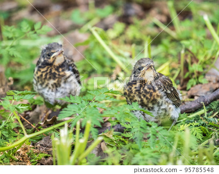Two fieldfare chicks, Turdus pilaris, have left the nest and are sitting on the spring lawn. Fieldfare chicks sit on the ground and wait for food from its parents. Two fieldfare chicks, Turdus pilaris, have left the nest and are sitting on the spring lawn. Fieldfare chicks sit on the ground and wait for food from its parents. 95785548
