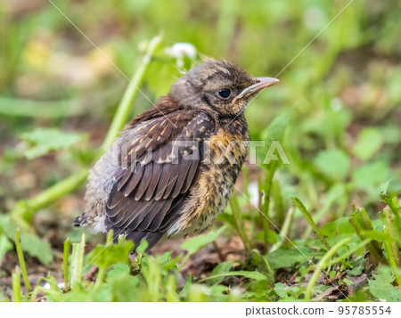 A fieldfare chick, Turdus pilaris, has left the nest and sitting on the spring lawn. A fieldfare chick sits on the ground and waits for food from its parents. A fieldfare chick, Turdus pilaris, has left the nest and sitting on the spring lawn. A fieldfare chick sits on the ground and waits for food from its parents. 95785554