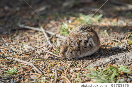 A closeup of a Common vole, Microtus arvalis, on the ground with a blurry background A closeup of a Common vole, Microtus arvalis, on the ground with a blurry background 95785576