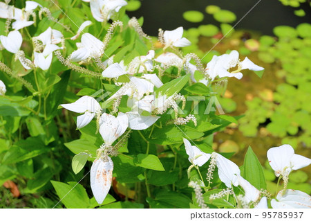 Hange秀花 Hange秀花 95785937