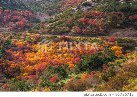 "Fukushima Prefecture" Autumn leaves of Kamokazawa / Bandai Azuma Skyline "Autumn leaves at its peak" 95786712