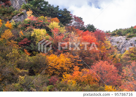 “福島縣”鴨澤的紅葉/萬代吾妻天際線“紅葉高峰” “福島縣”鴨澤的紅葉/萬代吾妻天際線“紅葉高峰” 95786716