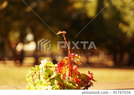 首爾森林秋景 首爾森林秋景 95787036