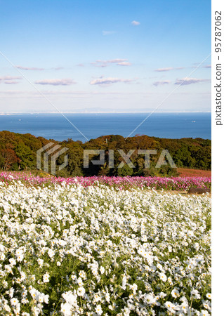 Awaji Island / Sea and sky seen from Hanasajiki where cosmos are in full bloom 95787062