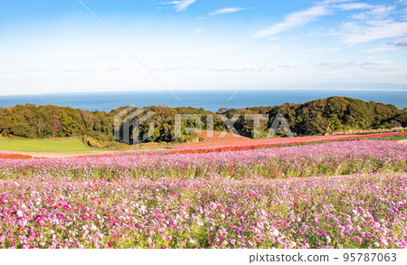 Awaji Island / Sea and sky seen from Hanasajiki where cosmos are in full bloom 95787063
