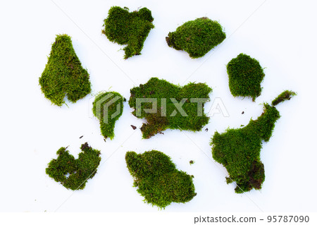 Green moss on white background. Green moss on white background. 95787090