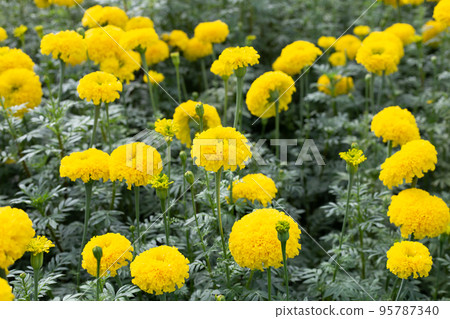 Yellow marigold flower in garden 95787340
