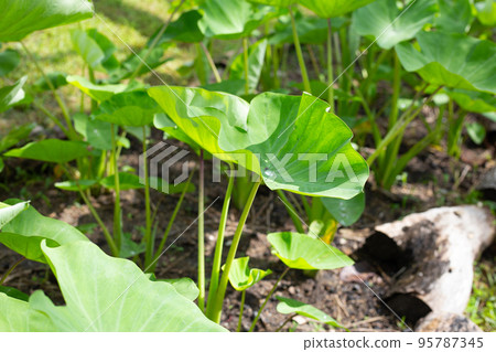 Taro garden, taro planting plot 95787345