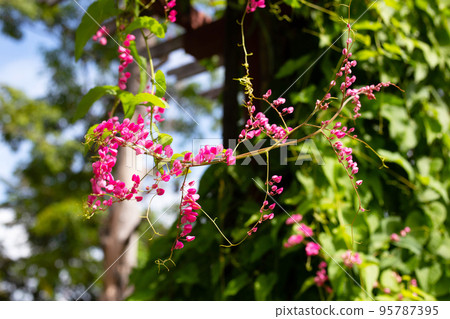 Mexican creeper, Chain of love, Coral vine. Pink flower Mexican creeper, Chain of love, Coral vine. Pink flower 95787395