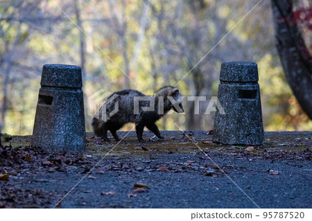 EOSRP.Hiroshima Ohtake, Hagureko Tanuki. 95787520
