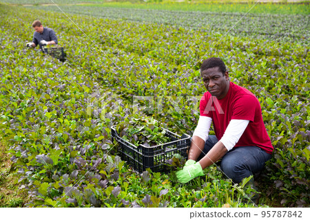African American farmer harvesting red mustard greens African American farmer harvesting red mustard greens 95787842