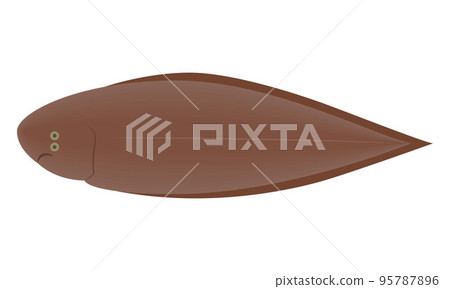 Illustration of sole 95787896