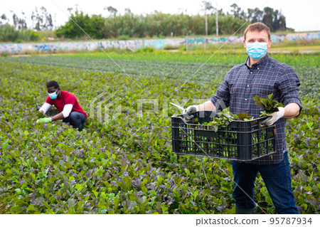 Two male gardeners in protective medical masks picking harvest of mustard leaf Two male gardeners in protective medical masks picking harvest of mustard leaf 95787934