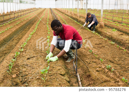 African American man working in greenhouse 95788276