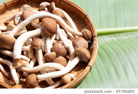Yanagi Matsutake mushroom on banana leaf 95788805
