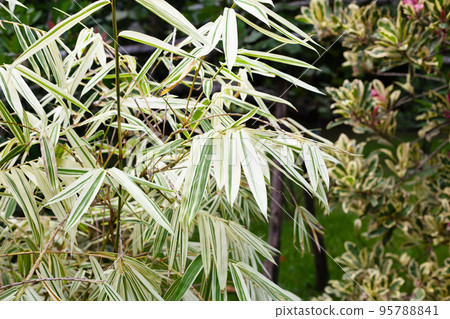 White and green leaves of bamboo, Variegated plants White and green leaves of bamboo, Variegated plants 95788841