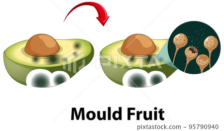 Inedible decomposed avocado with mould Inedible decomposed avocado with mould 95790940