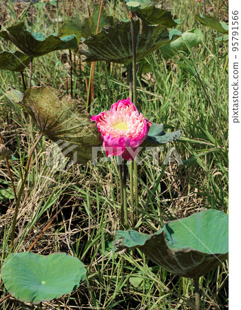 Pink lotus flower blossom with leaf and grass Pink lotus flower blossom with leaf and grass 95791566