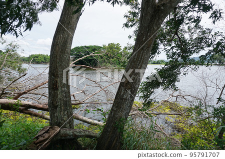 Tree beside lake with fallen tree 95791707