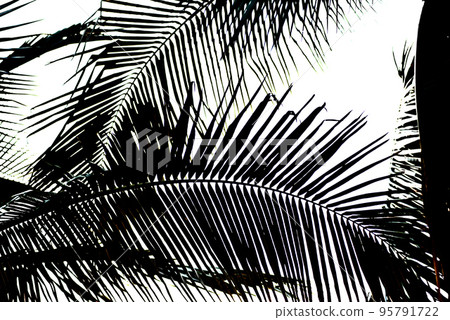 Silhouette of palm leaf with white sky background 95791722