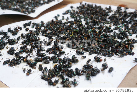 Group of dead fly trapped on sticky glue traps 95791953