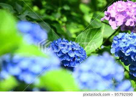 藍色繡球花 藍色繡球花 95792090