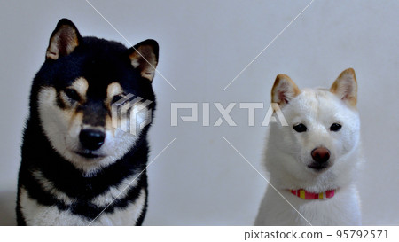 A black Shiba Inu looking at you and a white Mameshiba 95792571