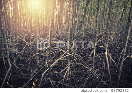 abstract mangrove roots in nature abstract mangrove roots in nature 95792582
